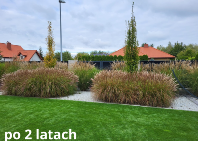 nowoczesny ogród przy domu jednorodzinnym po 2 latach trawy miskanty Tomaszek Ogrody Toruń