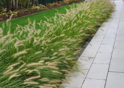 nowoczesny ogród przy domu jednorodzinnym po 2 latach trawy miskanty Tomaszek Ogrody Toruń