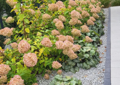 nowoczesny ogród przy domu jednorodzinnym po 2 latach trawy miskanty Tomaszek Ogrody Toruń