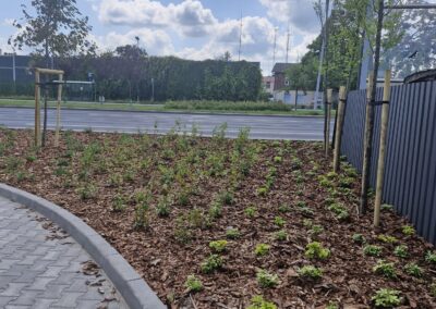 teren zielony przy biurowcu kwietnik krzewy róże rabaty aranżacja terenu Tomaszek Ogrody Toruń