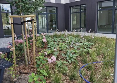 teren zielony przy biurowcu kwietnik krzewy róże rabaty aranżacja terenu Tomaszek Ogrody Toruń