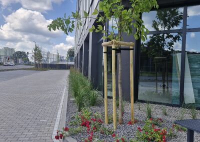 teren zielony przy biurowcu kwietnik krzewy róże rabaty aranżacja terenu Tomaszek Ogrody Toruń