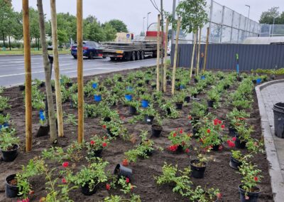 teren zielony przy biurowcu kwietnik krzewy róże rabaty aranżacja terenu Tomaszek Ogrody Toruń