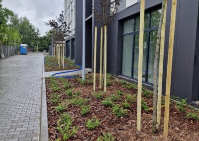 teren zielony przy biurowcu kwietnik krzewy róże rabaty aranżacja terenu Tomaszek Ogrody Toruń