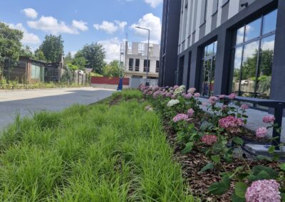 teren zielony przy biurowcu kwietnik krzewy róże rabaty aranżacja terenu Tomaszek Ogrody Toruń