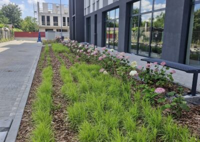 teren zielony przy biurowcu kwietnik krzewy róże rabaty aranżacja terenu Tomaszek Ogrody Toruń