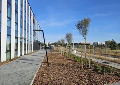 uporządkowanie terenów zielonych przy nowoczesnym biurowcu zastępcze nasadzenia drzew Tomaszek Ogrody Toruń